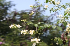 Cardiospermum canescens